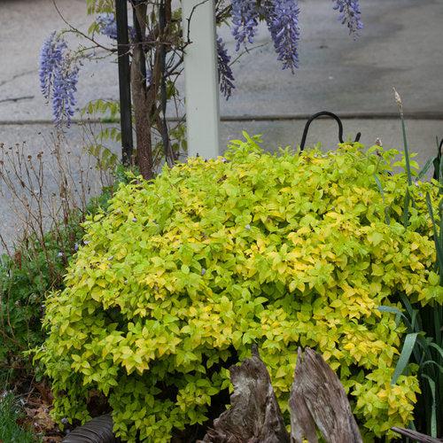 Spiraea japonica 'Yan' ~ Double Play® Gold Spirea