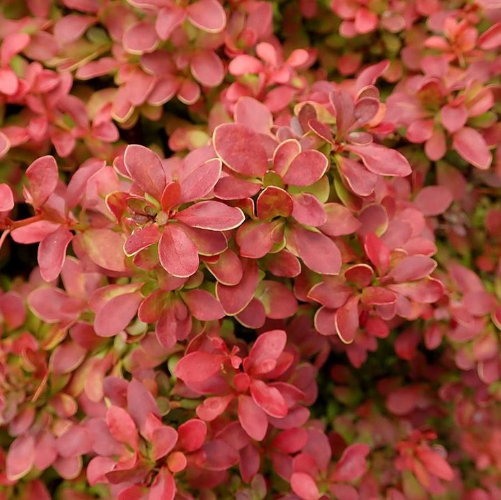 Berberis thunbergii 'Admiración' ~ Admiración Agracejo