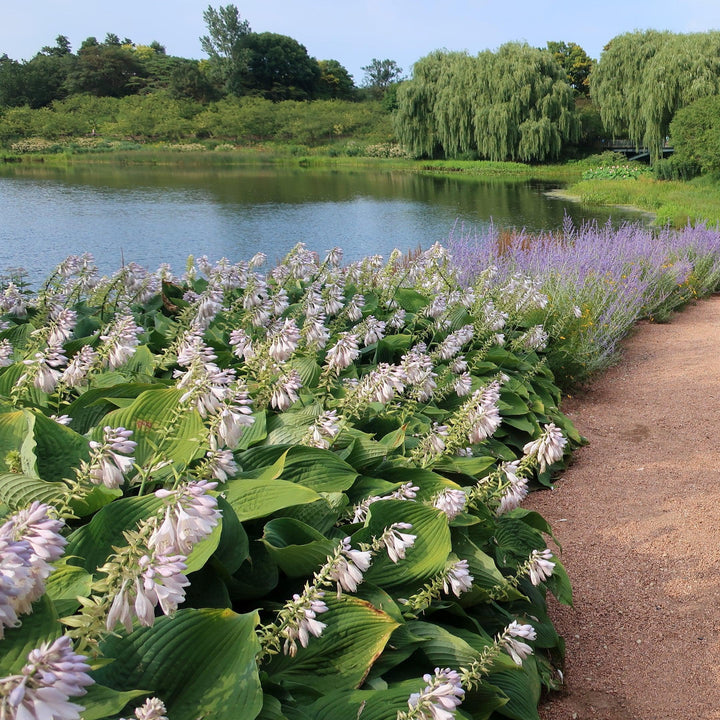 Hosta 'Blue Angel' ~ Blue Angel Hosta