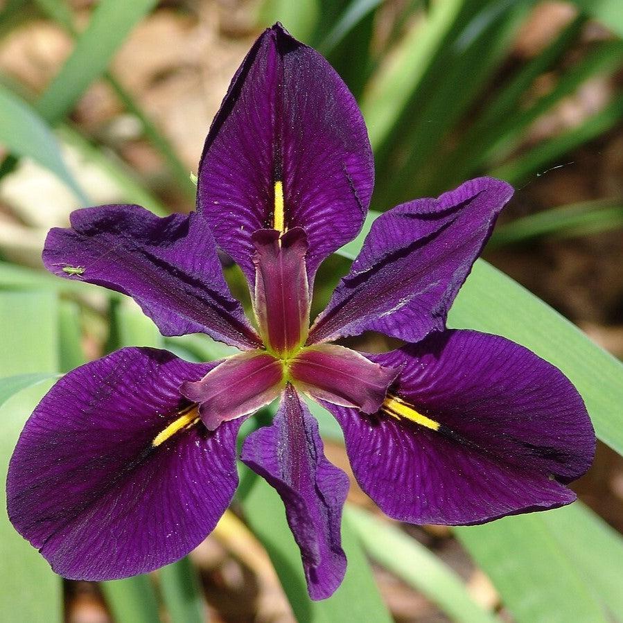 Iris 'Black Gamecock' ~ Black Gamecock Louisiana Iris