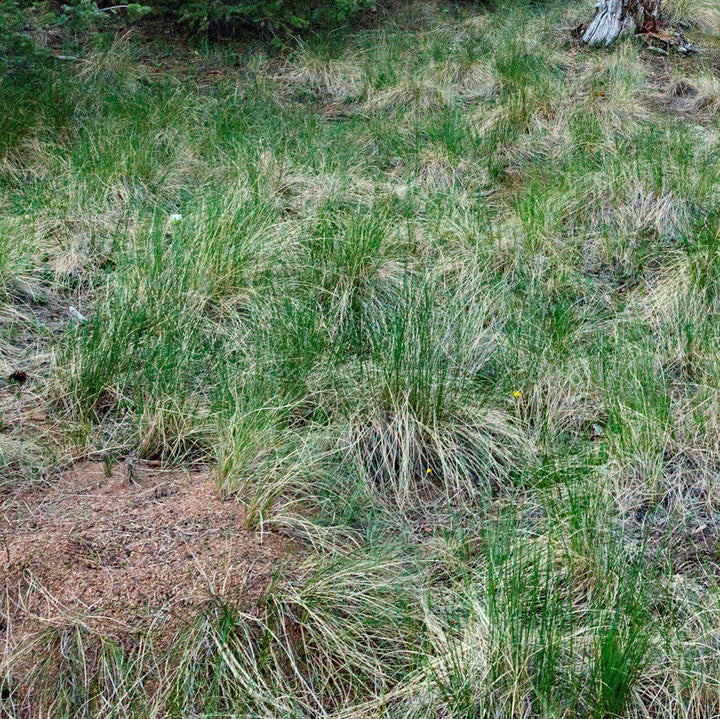 Carex stricta ~ Tussock Sedge