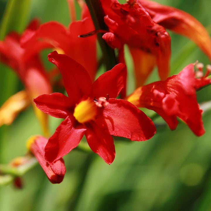 Crocosmia 'Lucifer' ~ Lucifer Crocosmia