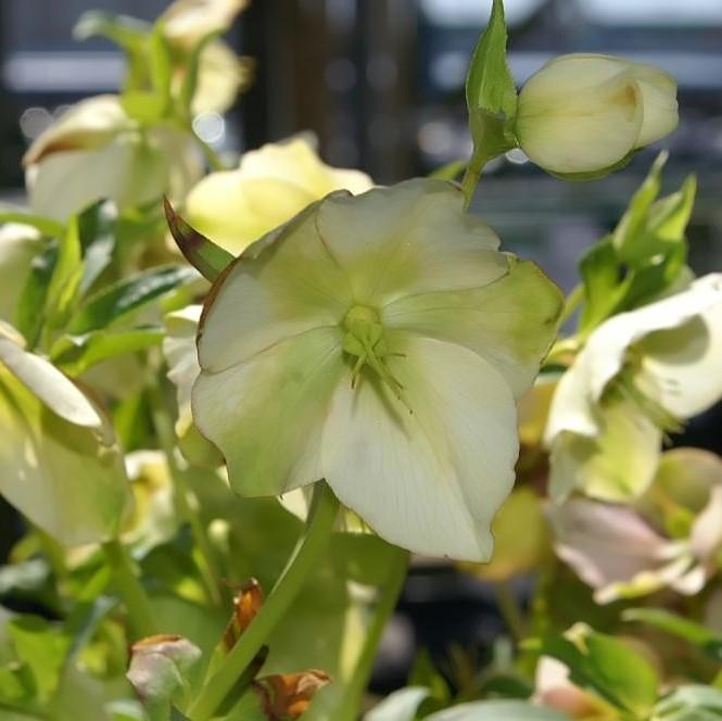 Helleborus 'Royal Heritage' ~ Royal Heritage™ Strain Lenten Rose