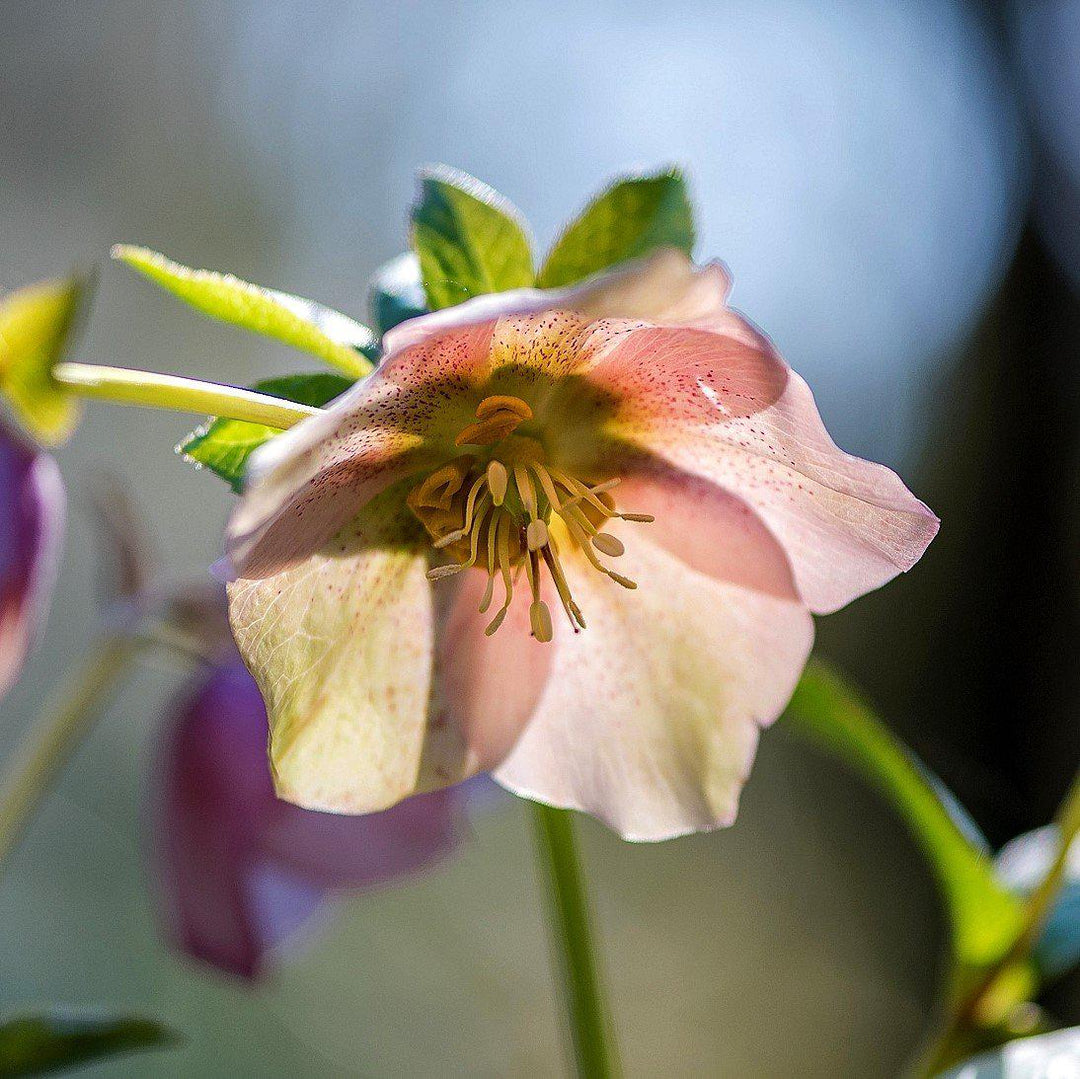 Helleborus orientalis ~ Hellbore, Lenten Rose