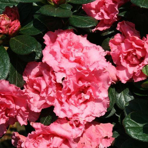 Rhododendron x 'RLH1-2P8' ~ Bloom-A-Thon® Pink Double Reblooming Azalea