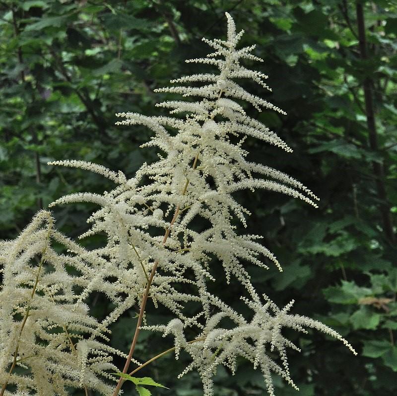 Aruncus dioicus ~ Goat's Beard