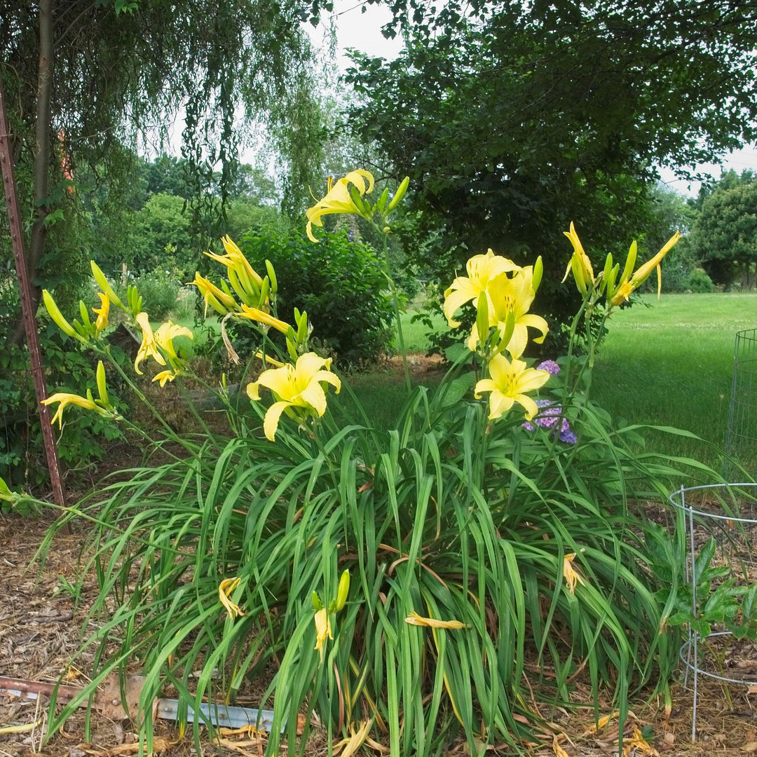 Hemerocallis 'Hyperion' ~ Hyperion Daylily