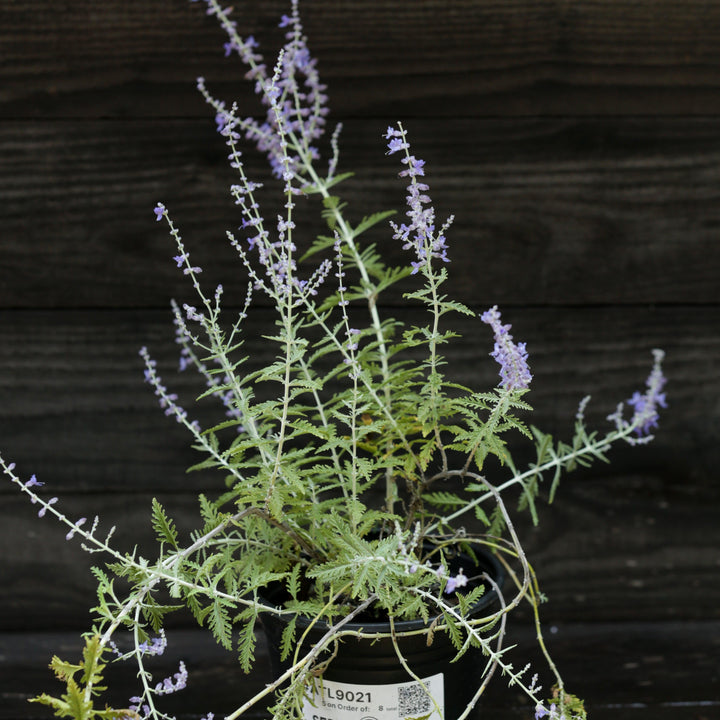 Perovskia atriplicifolia ~ Russian Sage