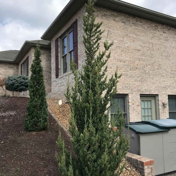 Juniperus chinensis 'Trautman' ~ Trautman Juniper