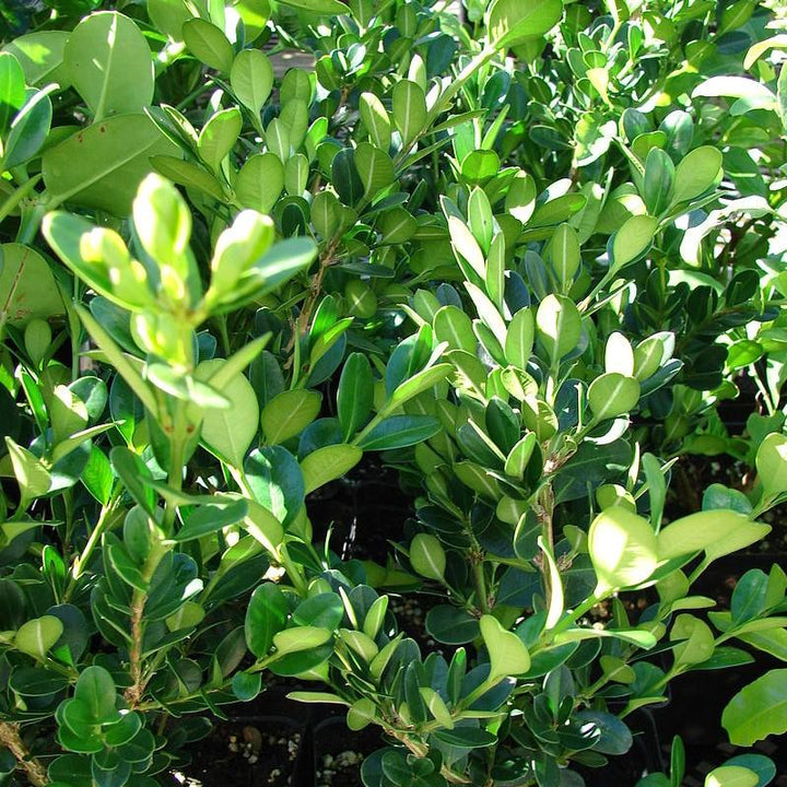 Buxus microphylla japonica 'Grejade' ~ Baby Jade™ Boj