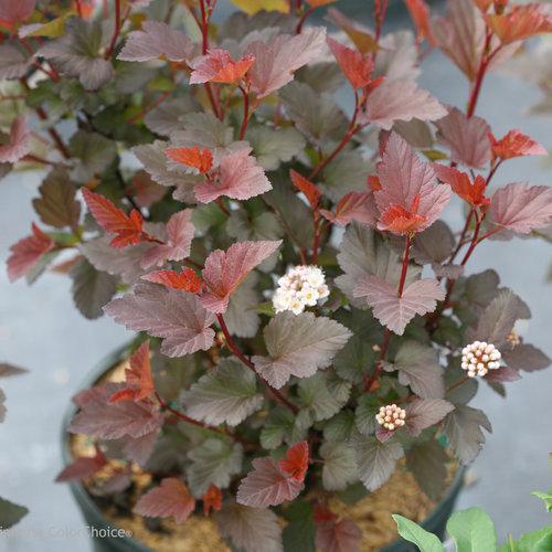 Physocarpus opulifolius 'SMNPOBLR' USPP 28,695 ~ Ginger Wine™ Ninebark