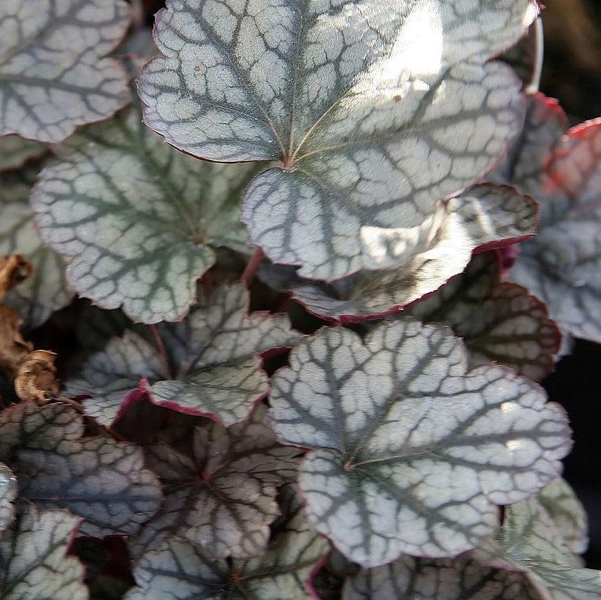 Heuchera x 'Silver Scrolls' ~ Silver Scrolls Coral Bells