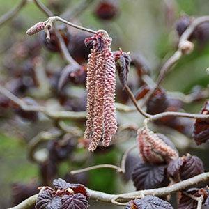 Corylus avellana 'Red Dragon' ~ Red Dragon Filbert