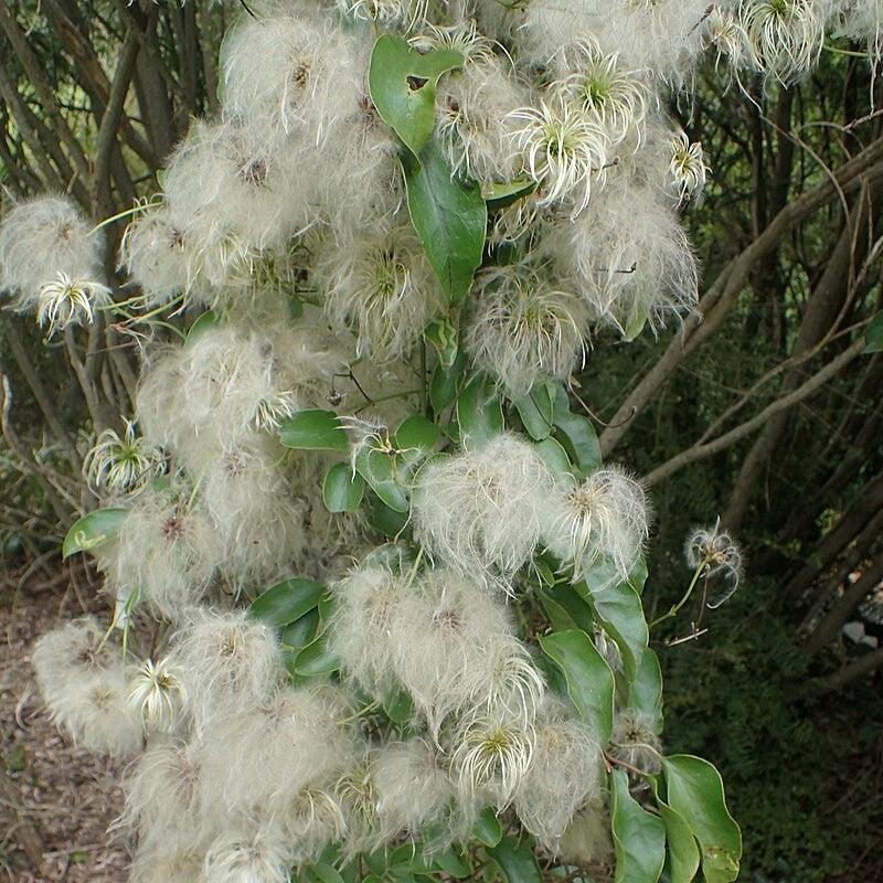 Clematis paniculata ~ Autumn Clematis