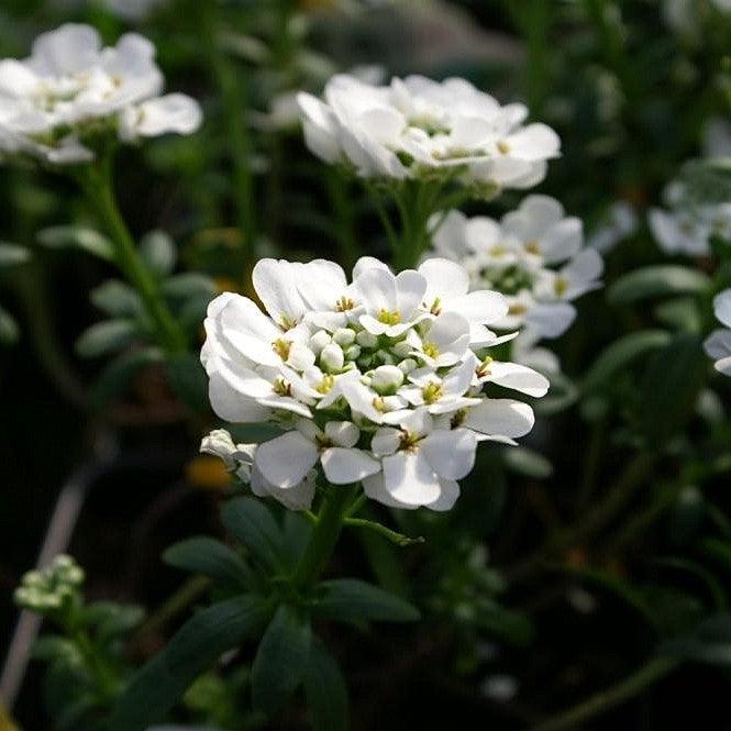 Iberis sempervirens 'Alexander's White' ~ Alexander's White Candytuft