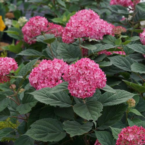 Hydrangea arborescens 'NCHA3' ~ Invincibelle® Ruby Hydrangea