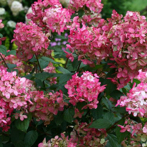 Hydrangea paniculata 'SMHPFL' PP25,135 ~ Fire Light® Hardy Hydrangea