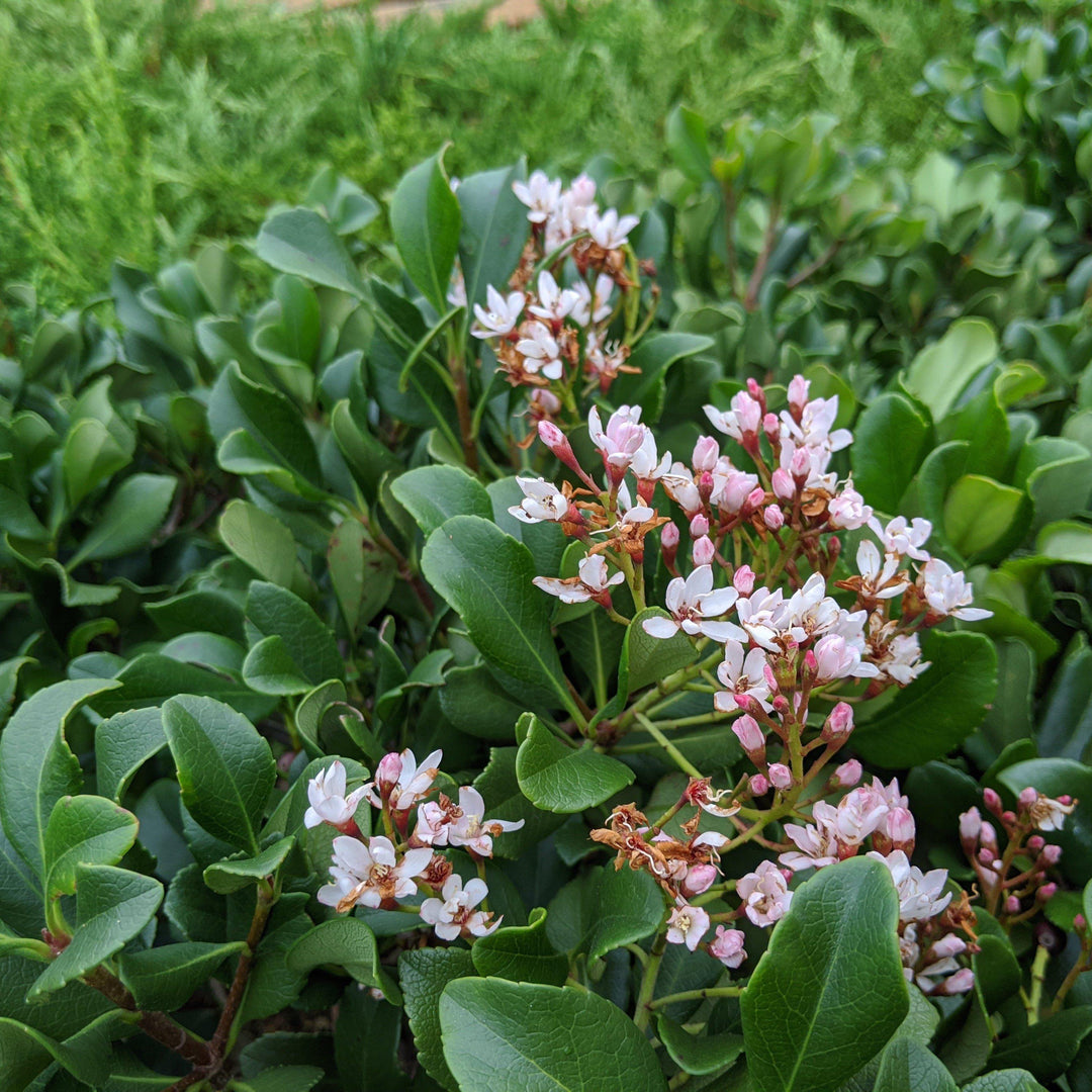 Rhaphiolepis indica 'Blancanieves' ~ Espino indio blanco como la nieve