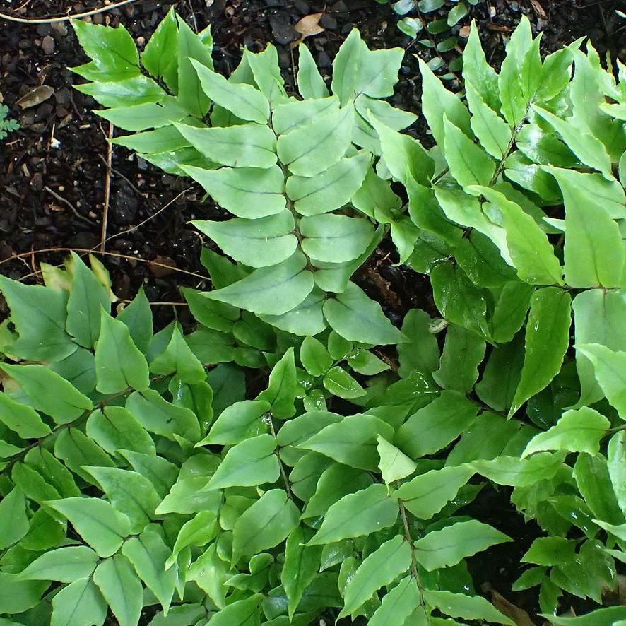 Cyrtomium falcatum ~ Japanese Holly Fern