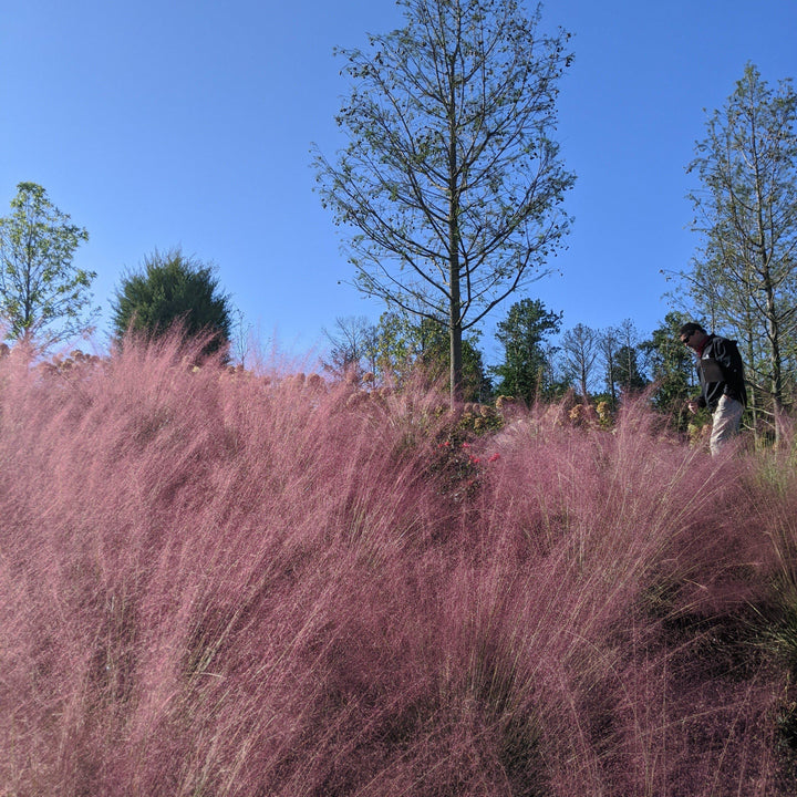 Muhlenbergia capillaris ~ Pink Muhly Grass