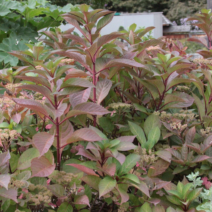 Hydrangea macrophylla 'Dama de Rojo' ~ Majestics® Dama de Hortensia Roja