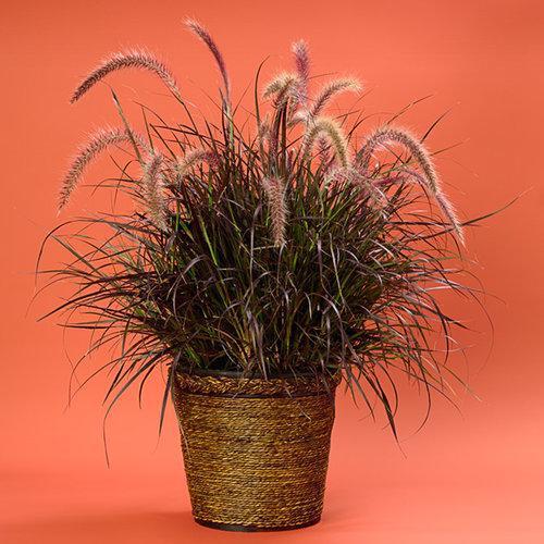 Pennisetum setaceum 'Rubrum' ~ Graceful Grasses® Purple Fountain Grass, Red Fountain Grass