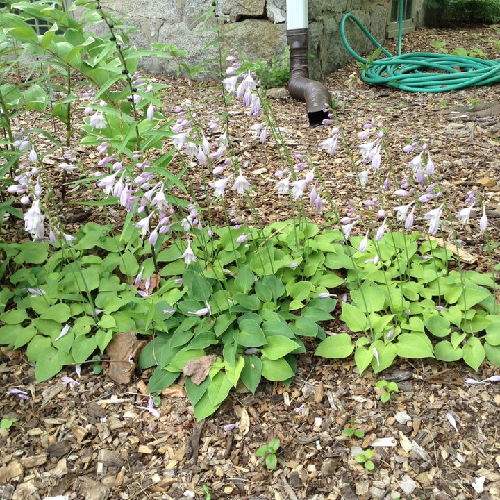 Hosta x 'Blue Cadet' ~ Blue Cadet Hosta