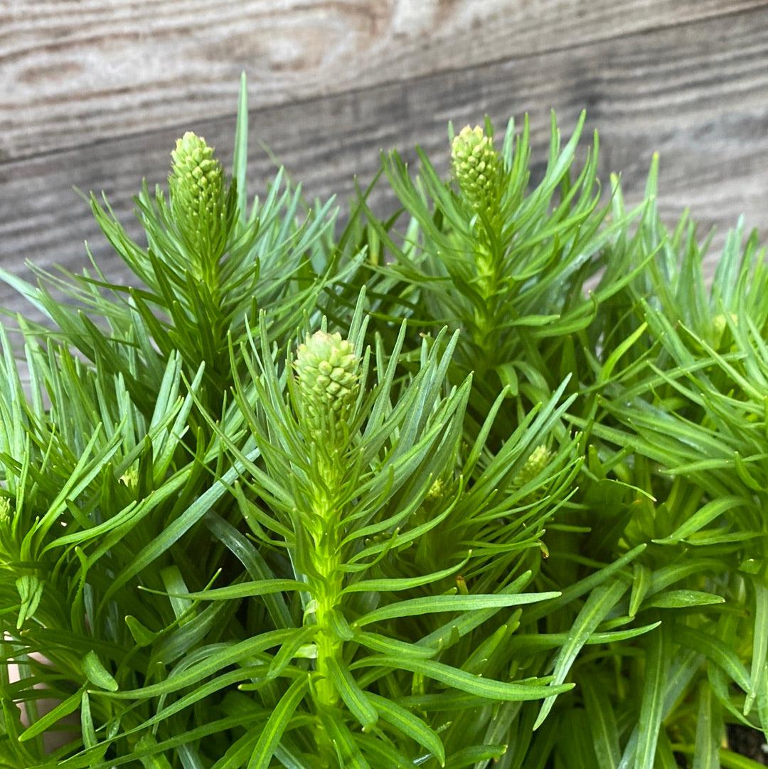 Liatris spicata 'Kobold' ~ Kobold Blazing Star