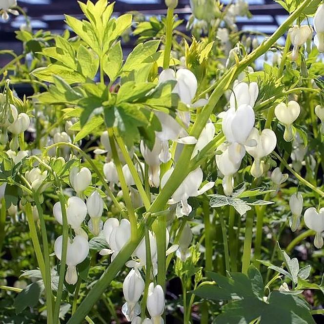 Dicentra spectablis 'Alba' ~ White Bleeding Heart