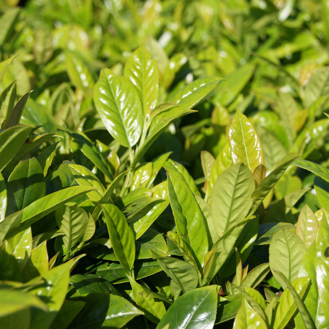 Prunus laurocerasus 'JONG3' PP29,891 ~ Green Goblet Laurel