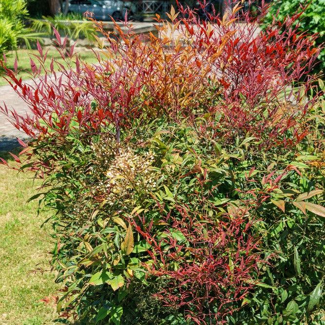 Nandina domestica 'Burgundy Wine' ~ Burgundy Wine Heavenly Bamboo