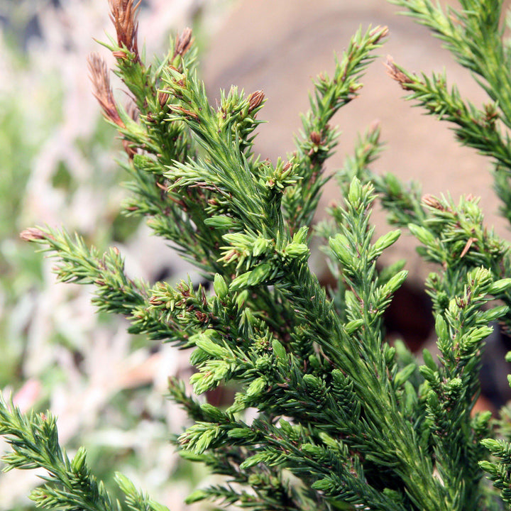 Cryptomeria japonica 'Dragón Negro' ~ Cedro japonés Dragón Negro 