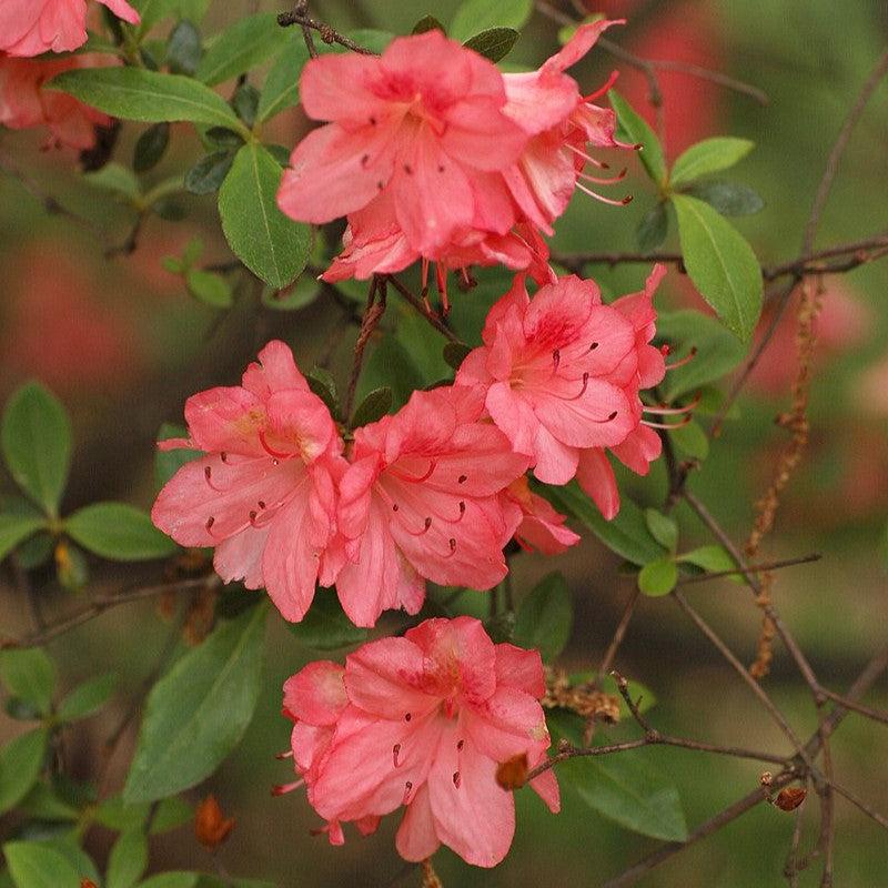 Rododendro 'Blaauw's Pink' ~ Azalea rosa de Blaauw