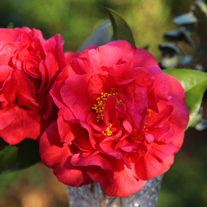 Camellia japonica 'Profesor Charles S Sargent' ~ Profesor Sargent Camellia