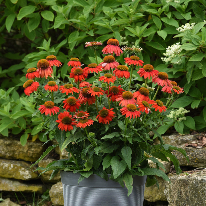 Echinacea 'PAS1257973' ~ Artisan™ Red Ombre Coneflower