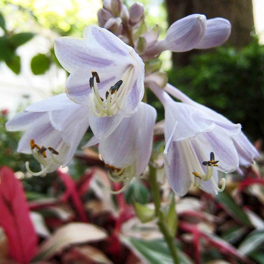 Hosta 'Patriot' ~ Patriot Hosta