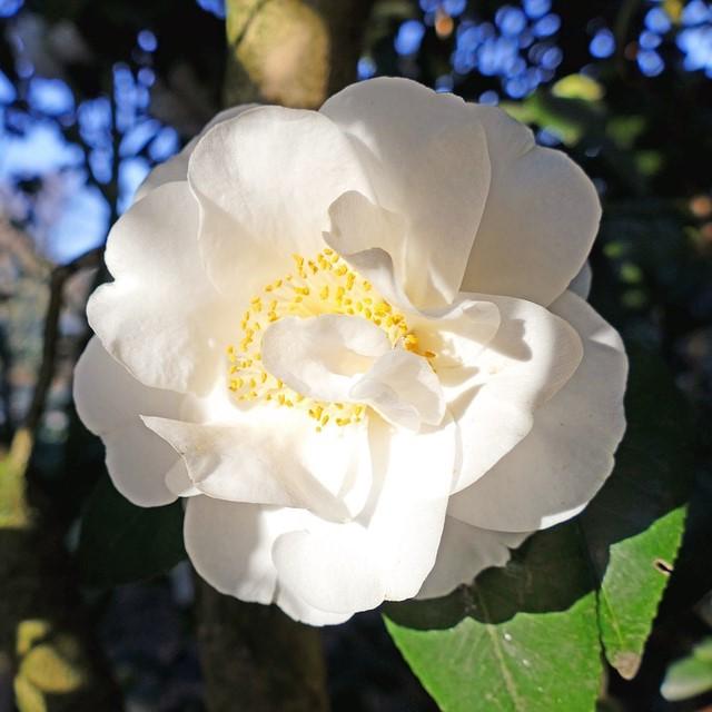 Camellia japonica 'Victoria Blanca' ~ Victoria Camelia Blanca