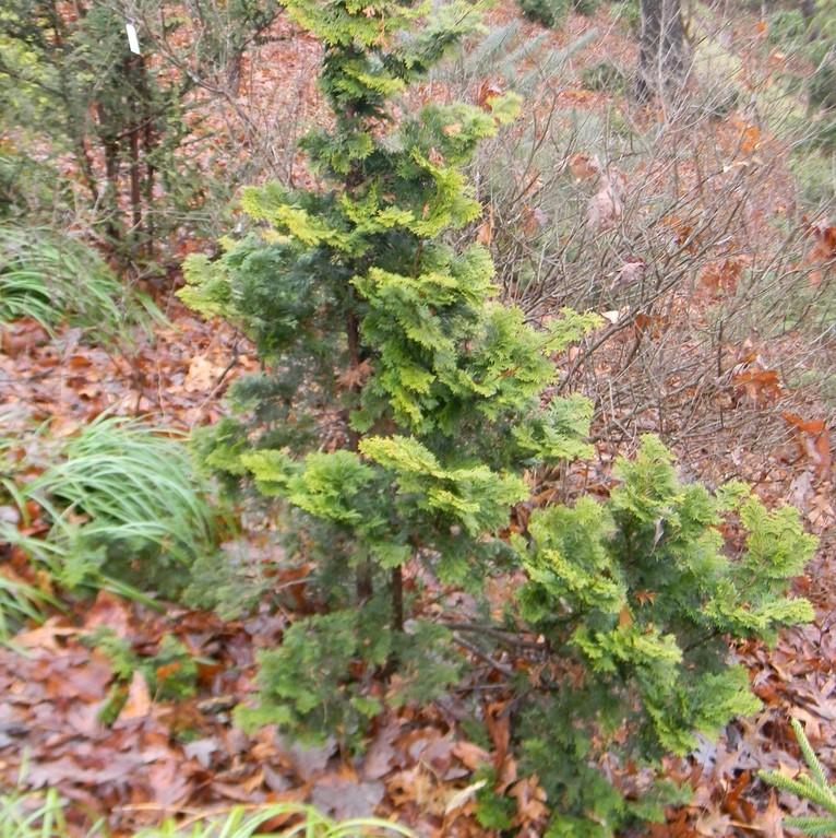 Chamaecyparis obtusa 'Confucius Gold' ~ Confucius Gold Hinoki Cypress