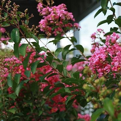 Lagerstroemia indica x fauriei 'Miami' ~ Miami Crape Myrtle