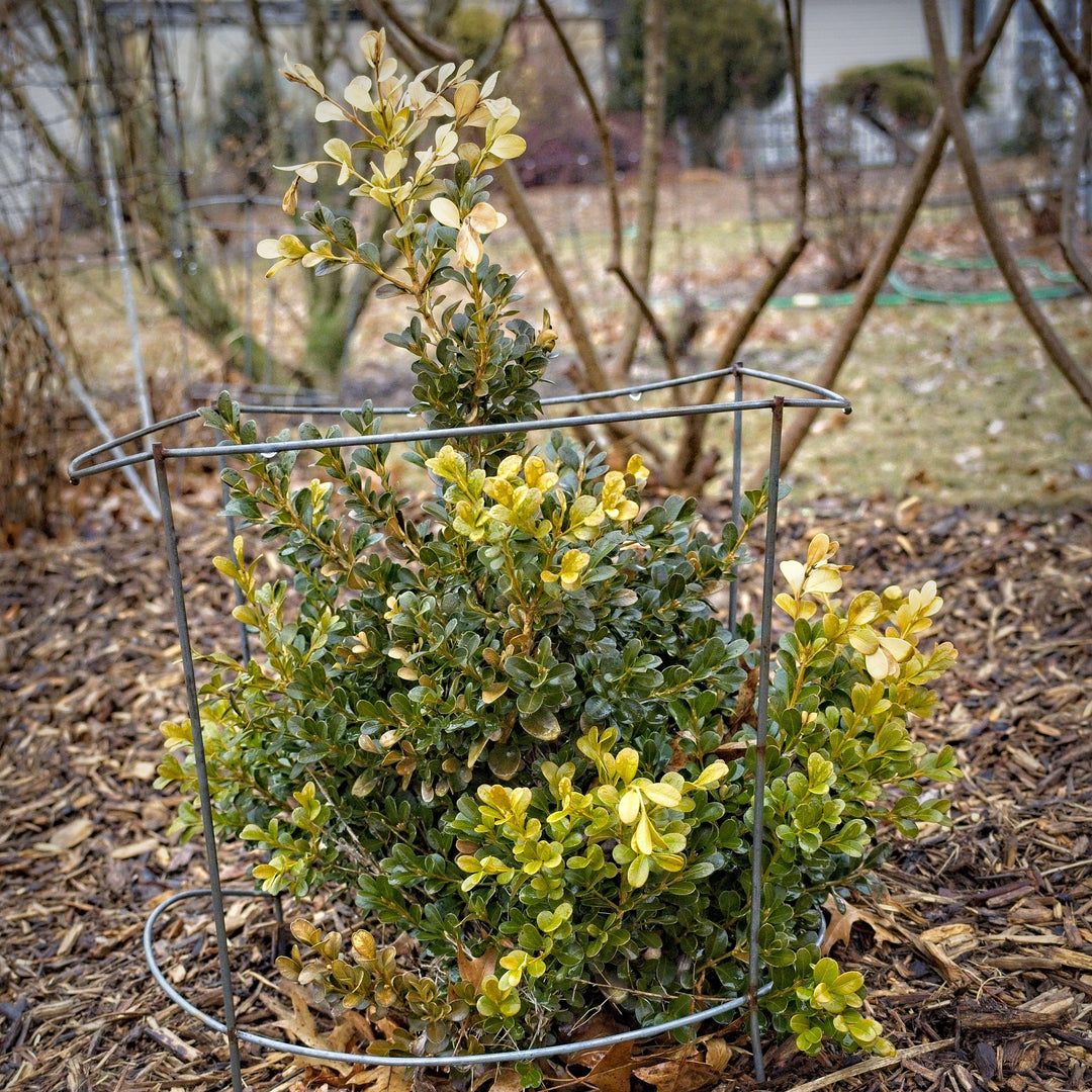 Buxus microphylla var. japonica 'Belleza Verde' ~ Boj de Belleza Verde