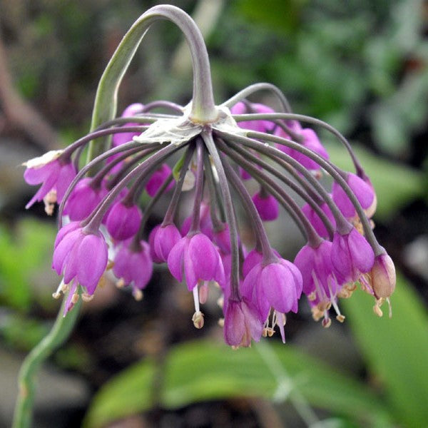 Allium cernuum ~ Nodding Onion