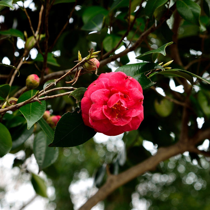 Camellia japonica 'Rosa ártica' ~ Camelia rosa ártica