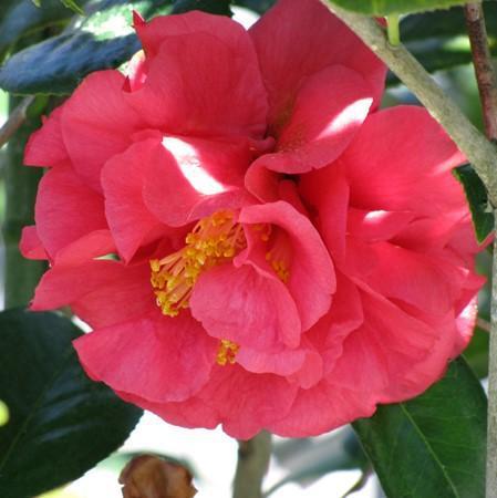 Camellia japonica 'Kramer's Supreme' ~ Kramer's Supreme Camellia