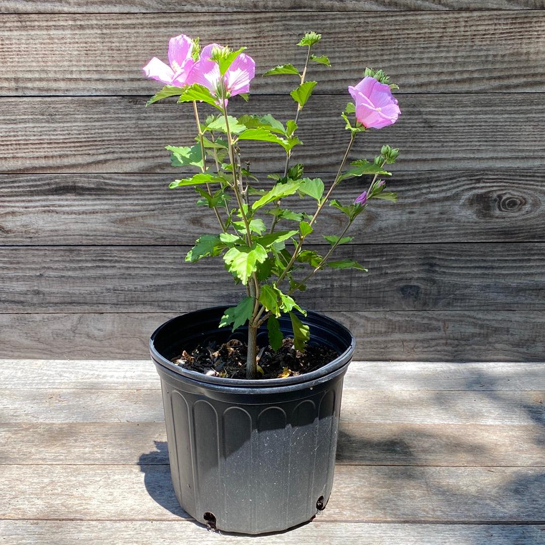 Hibiscus syriacus 'Minerva' ~ Minerva Rosa de Sarón