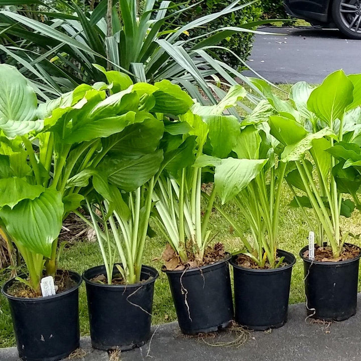 Hosta x 'Royal Standard' ~ Royal Standard Hosta