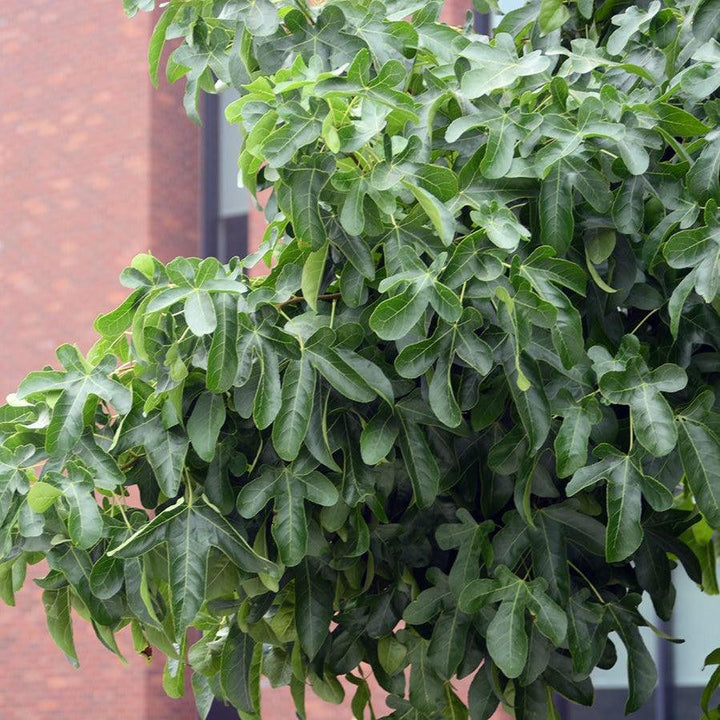 Liquidambar styraciflua 'Rotundiloba' ~ Roundleaf Sweetgum