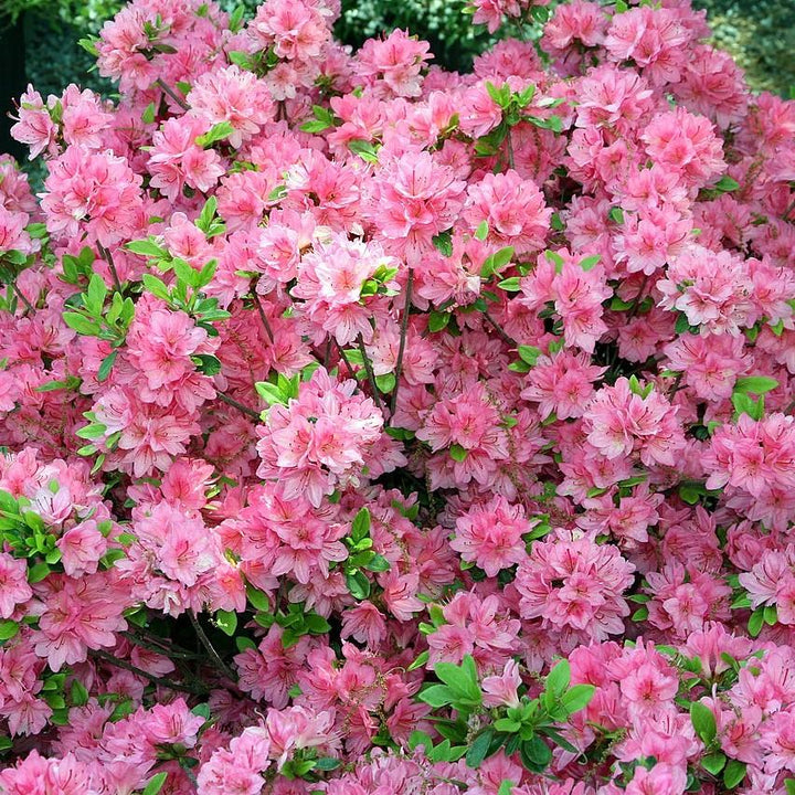 Azalea x 'Tradition' ~ Tradition Azalea