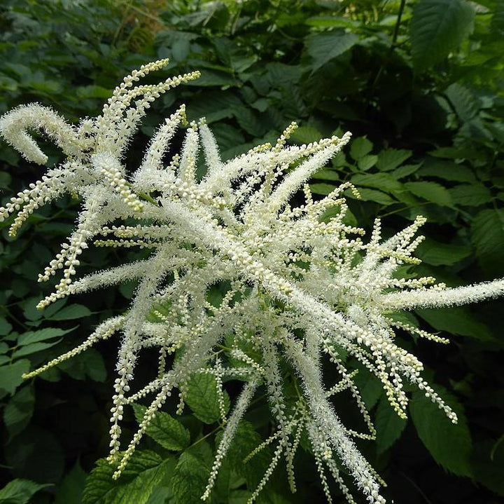 Aruncus dioicus ~ Goat's Beard