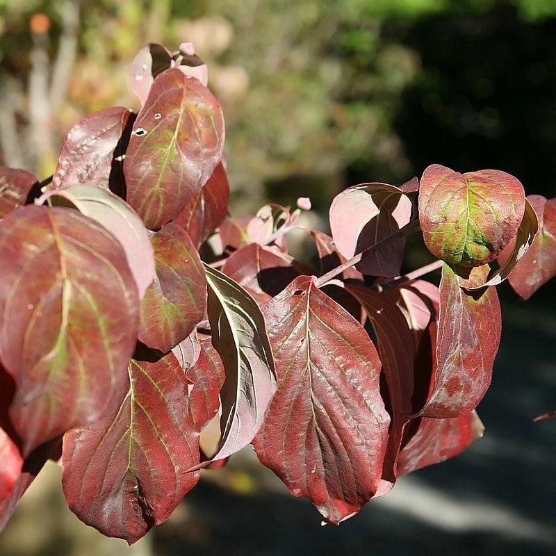 Cornus florida 'Jefe Cherokee' ~ Cornejo Jefe Cherokee