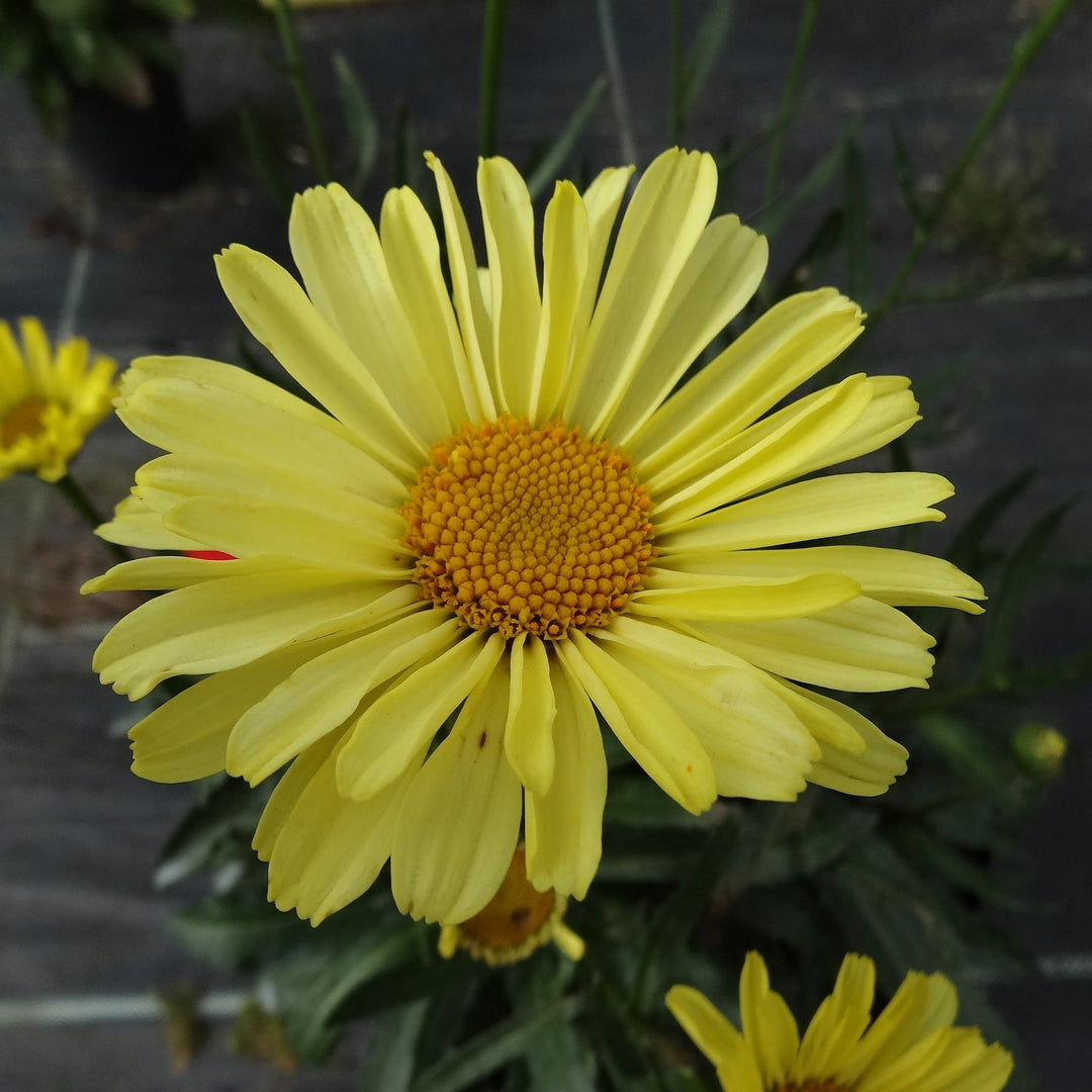 Leucanthemum superbum 'Real Sunbeam' ~ REALFLOR® Real Sunbeam Shasta Daisy